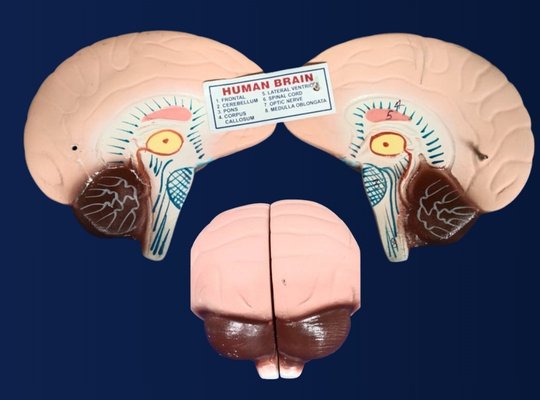 Anatomy Lab Facility Image